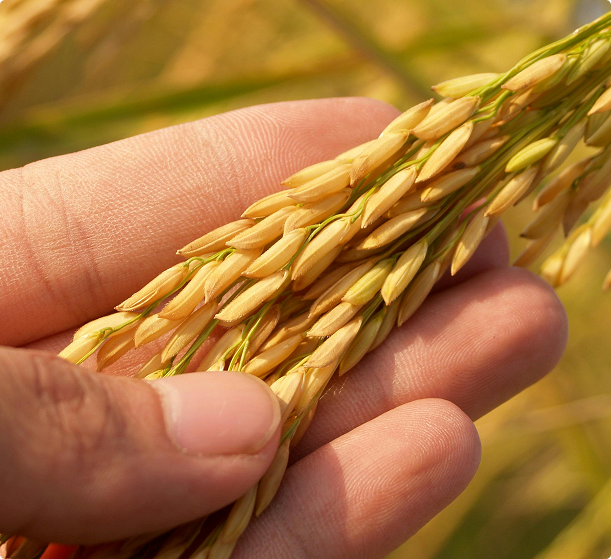 Industrial Rice Processing